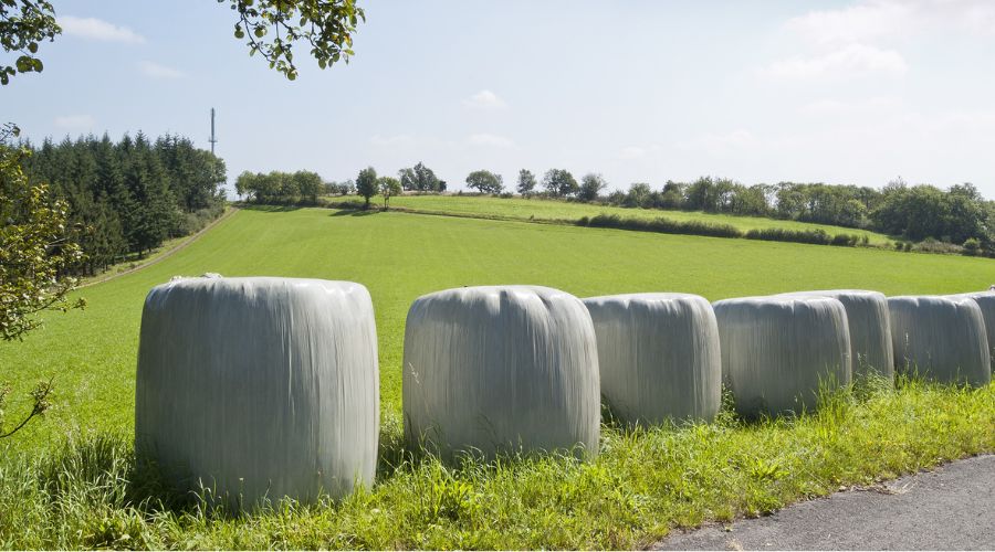 silage bales lined up in a row, with field in the background