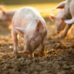 Following recent outbreaks of swine fever in Spain, UK pig producers are being urged to maintain strong biosecurity measures.