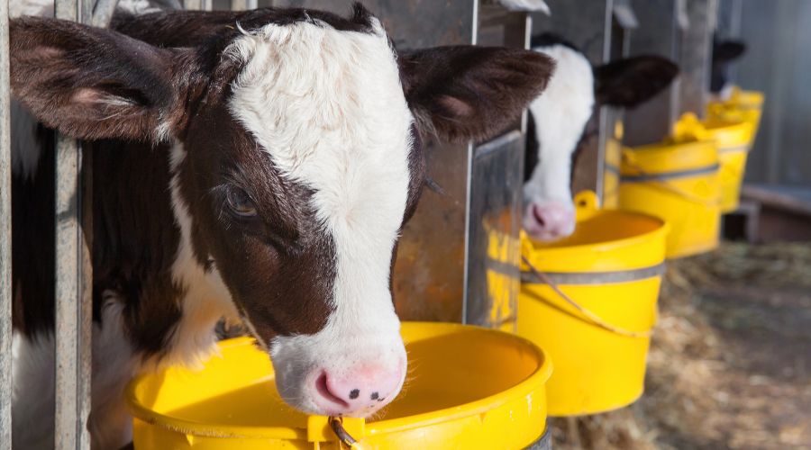 Calf housing research reveals gains in health and performance