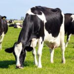 RSPCA Assured has announced the publication of the updated RSPCA welfare standards for dairy cattle for British farmers.