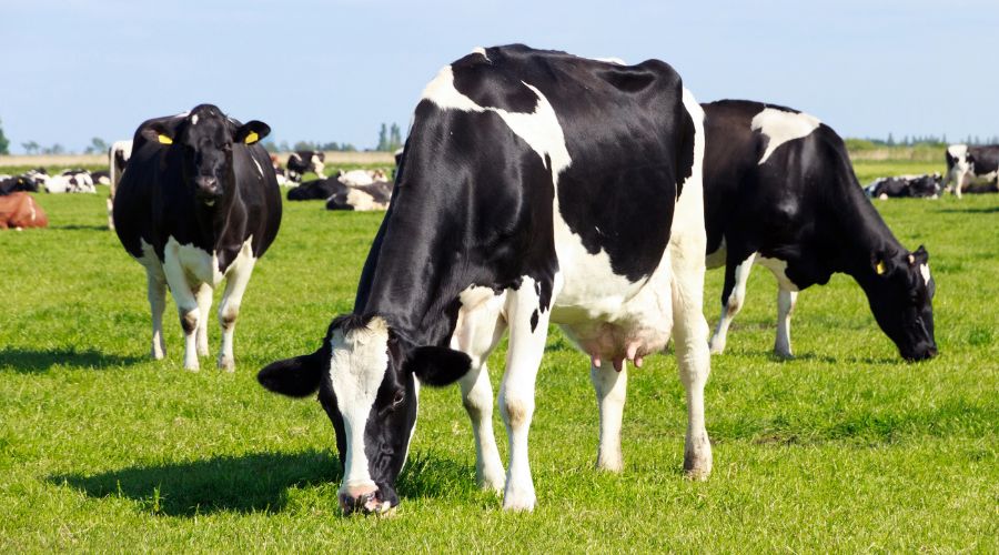 RSPCA Assured has announced the publication of the updated RSPCA welfare standards for dairy cattle for British farmers.