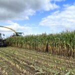 With profitable break crops in short supply and rotations under pressure, maize for anaerobic digestion (AD) is offering arable farmers something increasingly rare: long-term contracts, competitive margins, and digestate return. 