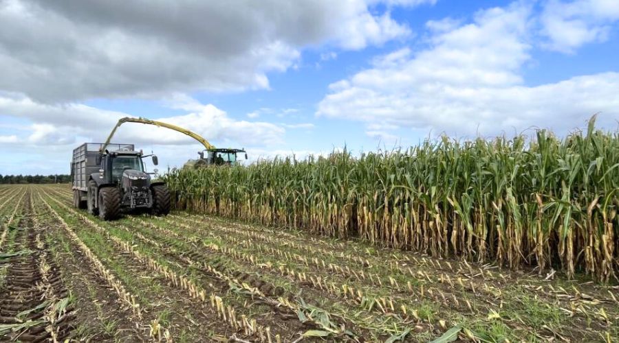 With profitable break crops in short supply and rotations under pressure, maize for anaerobic digestion (AD) is offering arable farmers something increasingly rare: long-term contracts, competitive margins, and digestate return. 