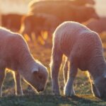 Industry representatives expressed “serious concerns” about DEFRA’s proposals to end the use of cages for laying hens and to minimise pain during lamb castration and tail docking. 