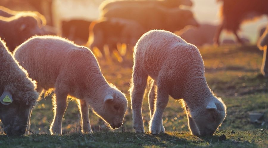 Industry representatives expressed “serious concerns” about DEFRA’s proposals to end the use of cages for laying hens and to minimise pain during lamb castration and tail docking. 