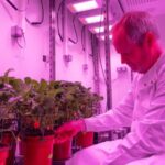 The Smart Technology Experimental Plant Suite (STEPS) at the University of Essex positions the UK at the forefront of global crop resilience research. 