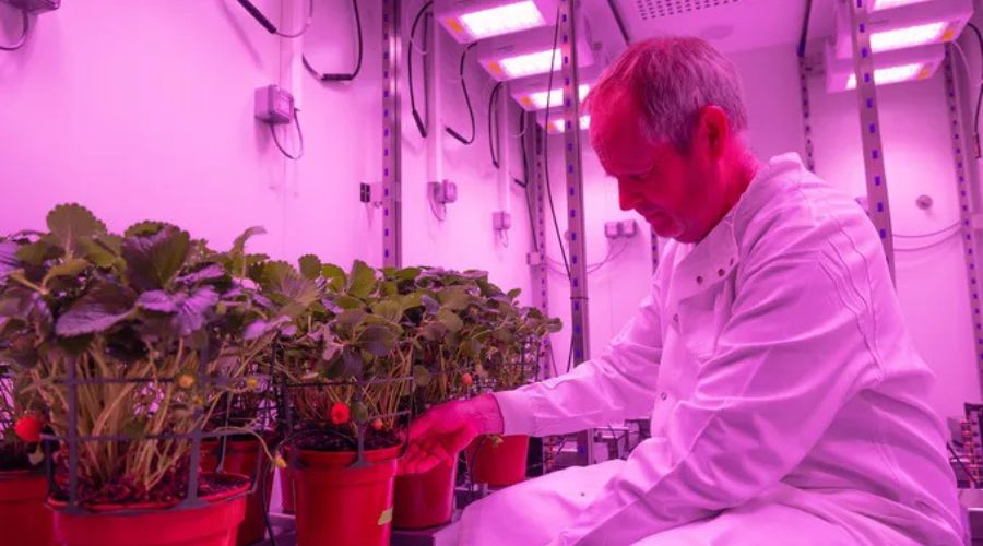 The Smart Technology Experimental Plant Suite (STEPS) at the University of Essex positions the UK at the forefront of global crop resilience research. 