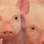 Spanish farmers are seeking regulatory relief, as African swine fever has already cost them over €60 million, according to the national farming union. 
