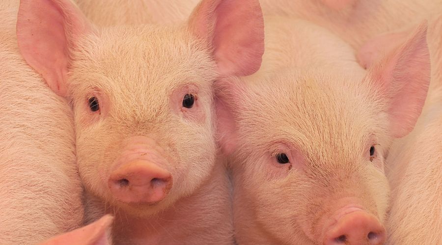 ASF: Spanish farmers call for regulatory relief after €63m losses