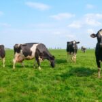 The Food and Agriculture Organization of the United Nations (FAO) released a report into climate solutions that would help mitigate the environmental impact of agriculture, including the use of methane-reducing feed additives such as Bovaer.