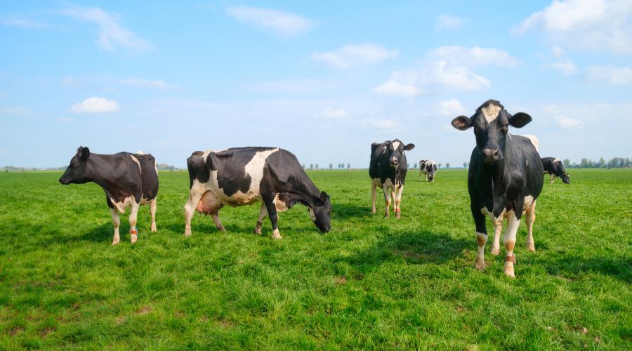 The Food and Agriculture Organization of the United Nations (FAO) released a report into climate solutions that would help mitigate the environmental impact of agriculture, including the use of methane-reducing feed additives such as Bovaer.