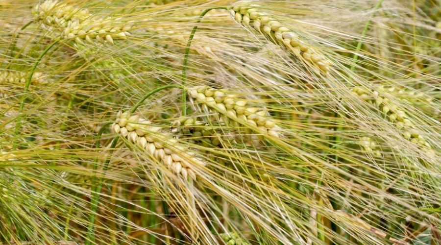 RAGT and Syngenta announced today that RAGT has completed the acquisition of Syngenta’s malting barley seeds business.