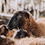 New regulations to standardise deadweight carcase price and classification reporting across the UK are a positive step, National Sheep Association (NSA) said. 