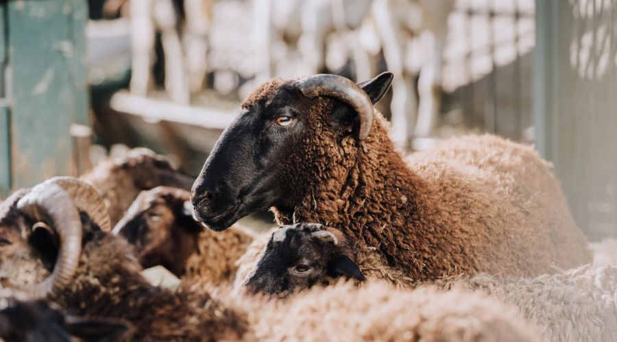 New regulations to standardise deadweight carcase price and classification reporting across the UK are a positive step, National Sheep Association (NSA) said. 