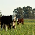 A suspected case of bluetongue is being investigated at a premises near Portavogie, County Down, in Northern Ireland, DAERA confirms.