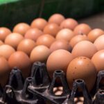 British farming industry criticised the government’s decision to extend tariff-free access for Ukrainian eggs and egg products for a further two years.
