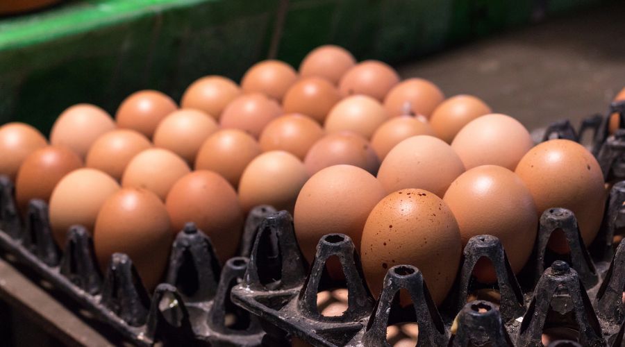 Industry criticises govt’s welfare double standard in extended Ukraine egg trade deal