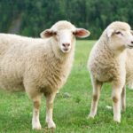 New regulations mandating classification and price reporting for sheep carcasses in England have come into force this week, helping to ensure farmers are paid more fairly for their livestock at slaughter.  