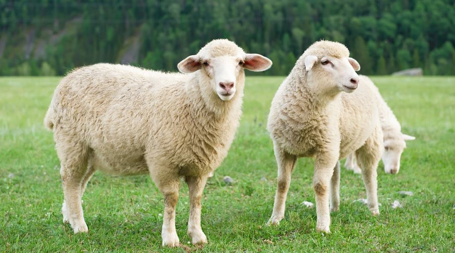 New regulations mandating classification and price reporting for sheep carcasses in England have come into force this week, helping to ensure farmers are paid more fairly for their livestock at slaughter.  