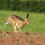hare running on farm land