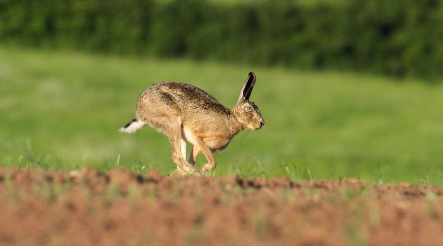 hare running on farm land 