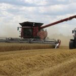 wheat being harvested