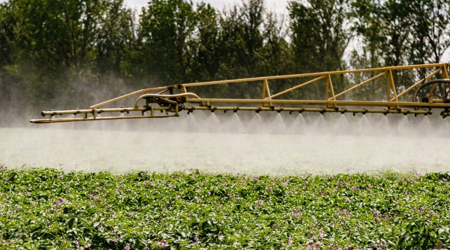 Detection of first UK potato late blight strain highlights resistance risk 