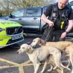 Cambridgeshire and Suffolk Police detained nine people and seized ten dogs suspected of being used for hare coursing. 