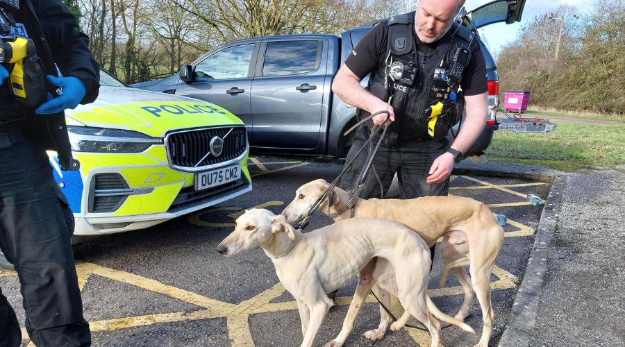 Cambridgeshire and Suffolk Police detained nine people and seized ten dogs suspected of being used for hare coursing. 