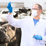 Reducing antibiotic use in calves could represent a significant opportunity for dairy farmers to cut overall antimicrobial usage.