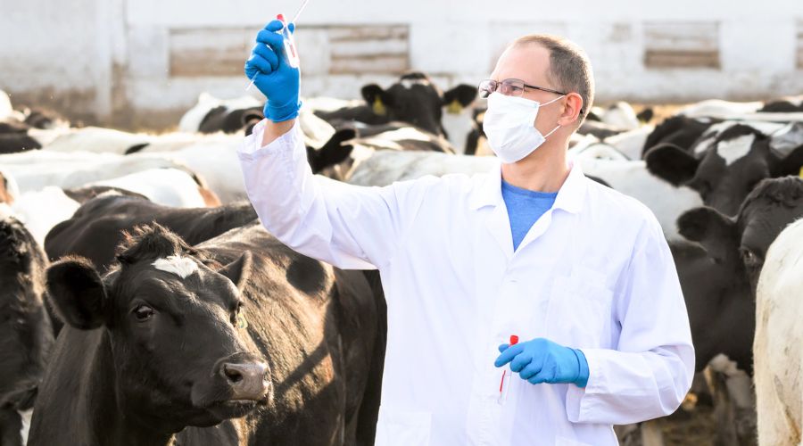 Reducing antibiotic use in calves could represent a significant opportunity for dairy farmers to cut overall antimicrobial usage.