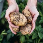 Following announcement that mancozeb would be withdrawn from use in the UK, tGB Potatoes is assessing emergency authorisation application.