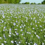 Jack Holgate of Boston Seeds said the demand for UK-grown linseed continues to remain high against a backdrop of depressed markets.