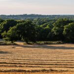 Rothamsted Research confirmed that short periods of extreme heat and drought during flowering could become one of the biggest threats to global wheat production. 