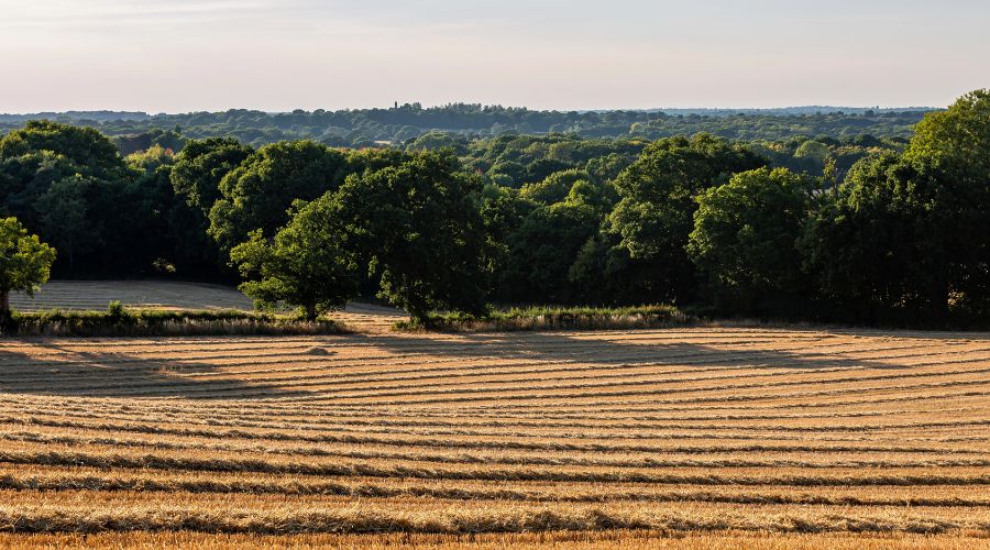Even short periods of extreme heat and drought could put harvests at risk 