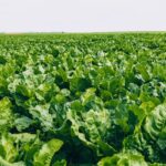 UK sugar beet growers will have the chance to trial a new forward index-linked contract option in the 2027/28 season.