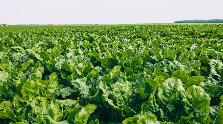 UK sugar beet growers will have the chance to trial a new forward index-linked contract option in the 2027/28 season.