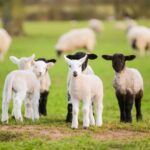 Farm animals valued at £1.95 million were severely injured or killed in dog attacks in 2025, according to NFU Mutual.