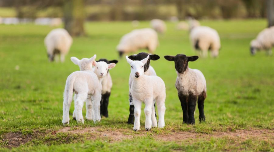 Farm animals valued at £1.95 million were severely injured or killed in dog attacks in 2025, according to NFU Mutual.