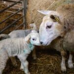 Farmers are being urged to prioritise colostrum quality as lambing season is around the corner, with experts warning that failures in the first few hours of life remain one of the biggest drivers of lamb losses.