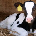 Report in Vet Record found more than three-quarters of calves tested had inadequate passive transfer, despite colostrum testing at the recommended 22% Brix or above.