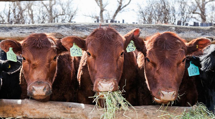 The Association of Independent Meat Suppliers (AIMS) is marking its 25th anniversary this week, celebrating a journey that began during the foot-and-mouth disease crisis in 2001.