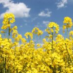 Oilseed rape (OSR) price is often influenced by trade talks, oil markets and currency moves that have little to do with UK supply and demand, Hectare Trading explains. 