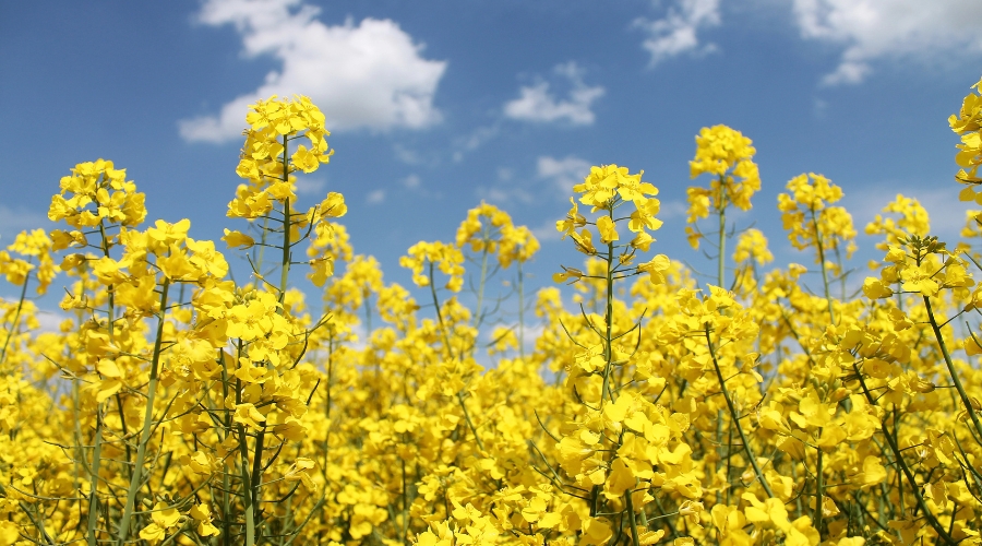 Oilseed rape (OSR) price is often influenced by trade talks, oil markets and currency moves that have little to do with UK supply and demand, Hectare Trading explains. 