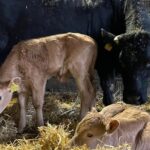 Brook Meadow farm and glamping retreat in Leicestershire has experienced a highly unusual twin calf birth.