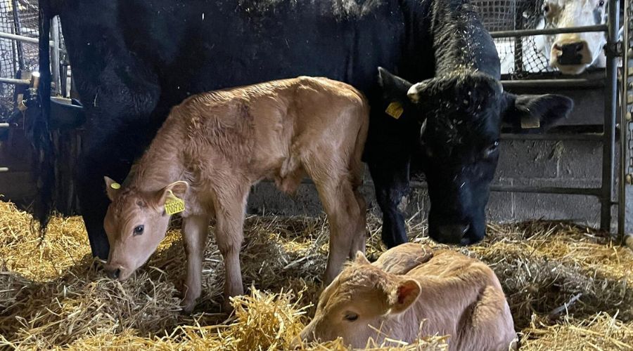Brook Meadow farm and glamping retreat in Leicestershire has experienced a highly unusual twin calf birth.