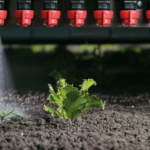 weed next to crop plant precisely sprayed guided by AI