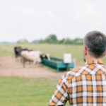 farmer looking out at field with cows