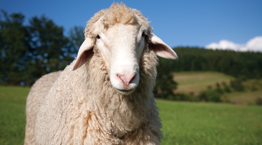 Livestock keepers should remain vigilant to signs of foot-and-mouth disease (FMD) following the confirmation of the disease in cattle and sheep in Cyprus. 