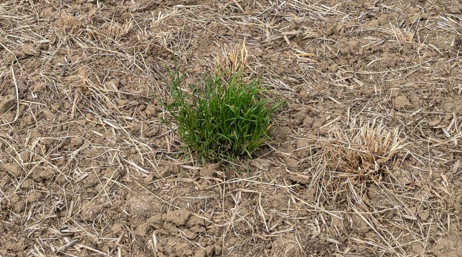 Example of failure of glyphosate control - Source ADAS.